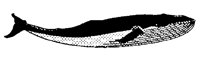 WHALE.BMP