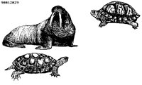 WALRUS.BMP