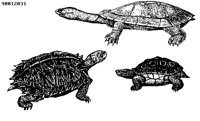 TURTLE2.BMP