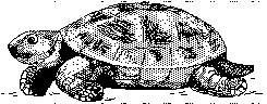 TURTLE.BMP
