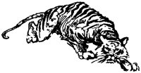TIGERCA2.BMP