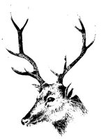 STAG_6Q8.BMP