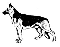 SHEPHERD.BMP
