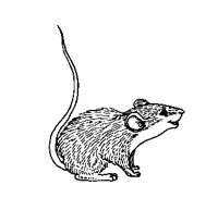 RAT.BMP