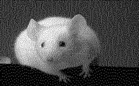 MOUSE.BMP