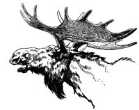 MOOSECV5.BMP