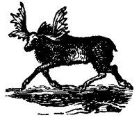 MOOSE725.BMP
