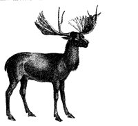 MOOSE238.BMP