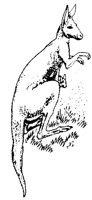KANGAROE.BMP