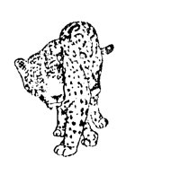 JAGUAR.BMP