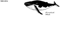 HUMPBACK.BMP