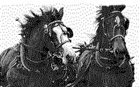 HORSES1.BMP