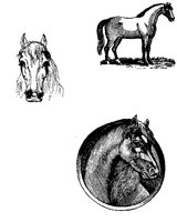 HORSES01.BMP