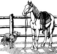 HORSEF13.BMP