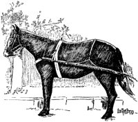 HORSEAU9.BMP