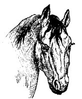 HORSE4F9.BMP