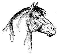 HORSE4F8.BMP