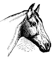 HORSE4F7.BMP