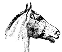 HORSE4F6.BMP