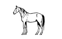 HORSE22.BMP
