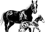 HORSE21.BMP