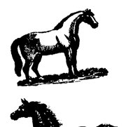 HORSE2.BMP