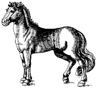 HORSE14.BMP