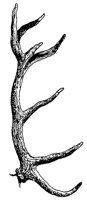 HORN_6Z8.BMP