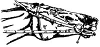 HEADCA6.BMP