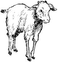GOATCP5.BMP