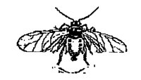 GNAT.BMP