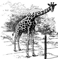 GIRAFCZ5.BMP