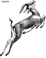 GAZELLE.BMP