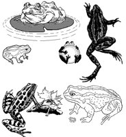 FROGS.BMP