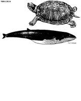 FINWHALE.BMP