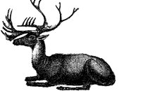 ELK_234.BMP