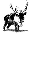 ELK1.BMP