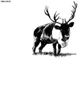 ELK.BMP