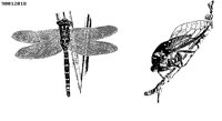 DRGNFLY.BMP