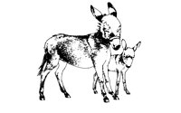 DONK03.BMP