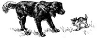 DOG_AH6.BMP