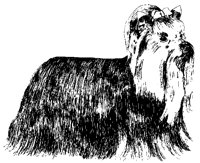 DOG45.BMP
