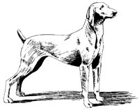 DOG44.BMP