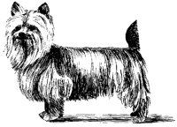 DOG43.BMP