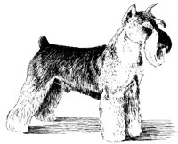 DOG40.BMP