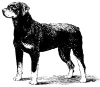 DOG37.BMP