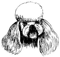 DOG36.BMP