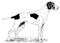 DOG33.BMP
