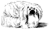DOG30.BMP