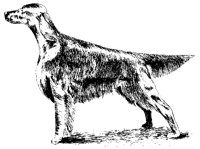 DOG23.BMP